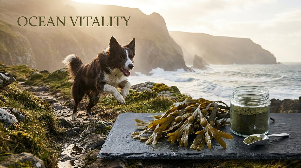 Kelp for Dogs: The Complete Science-Backed Guide