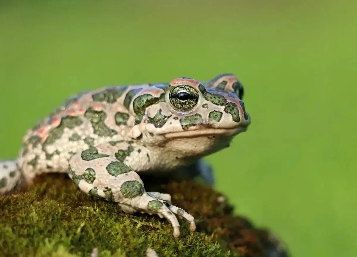 Are Frogs Reptiles? The Answer Might Surprise You