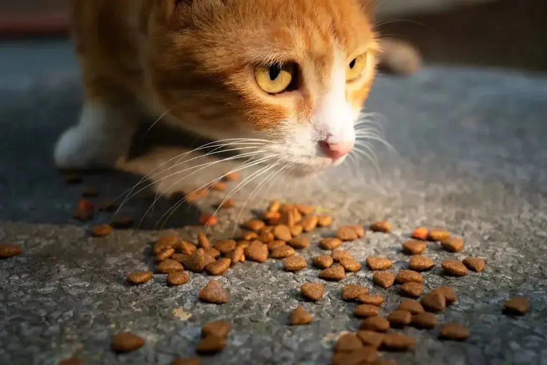 Benefits of Cat Dental Treats for Health