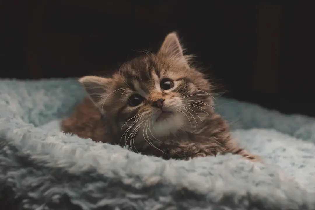 The Benefits of Limited Ingredient Cat Food: When Your Feline Needs a Specialized Diet