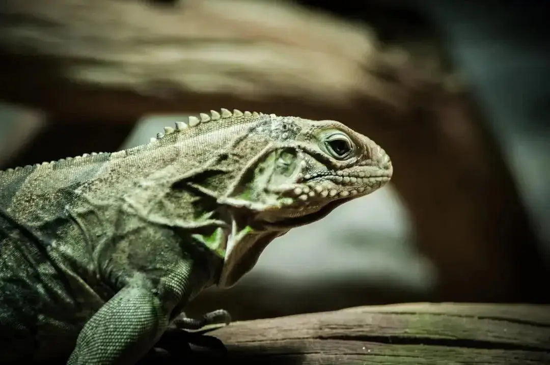 Benefits of Using a Dual Reptile Lamp