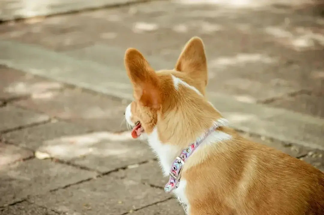 Benefits of Using Martingale Dog Collars