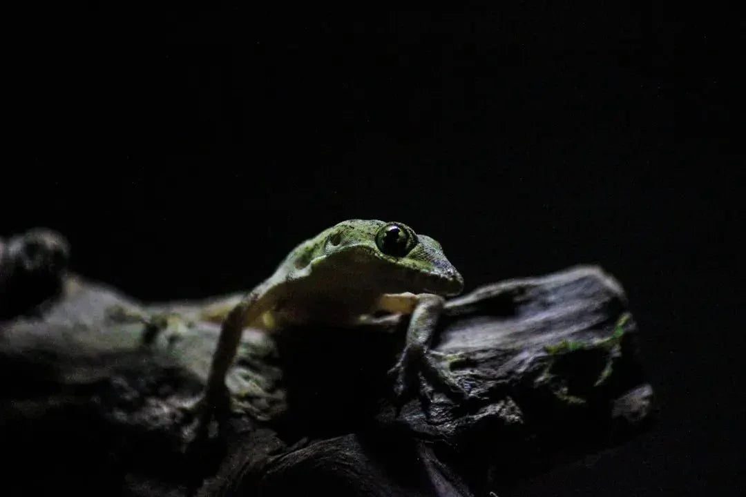Benefits of Using a Reptile Light Dimmer