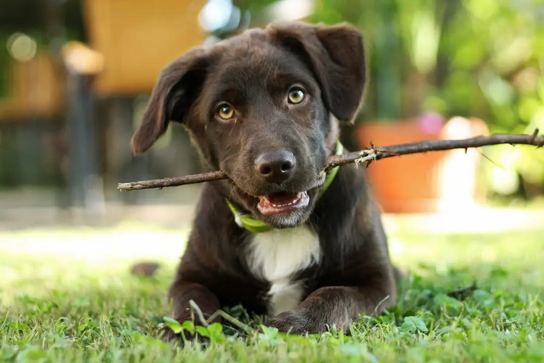 Best Puppy Chew Sticks