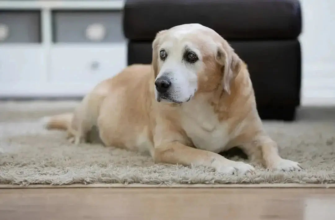 Best soft dog food for senior dogs
