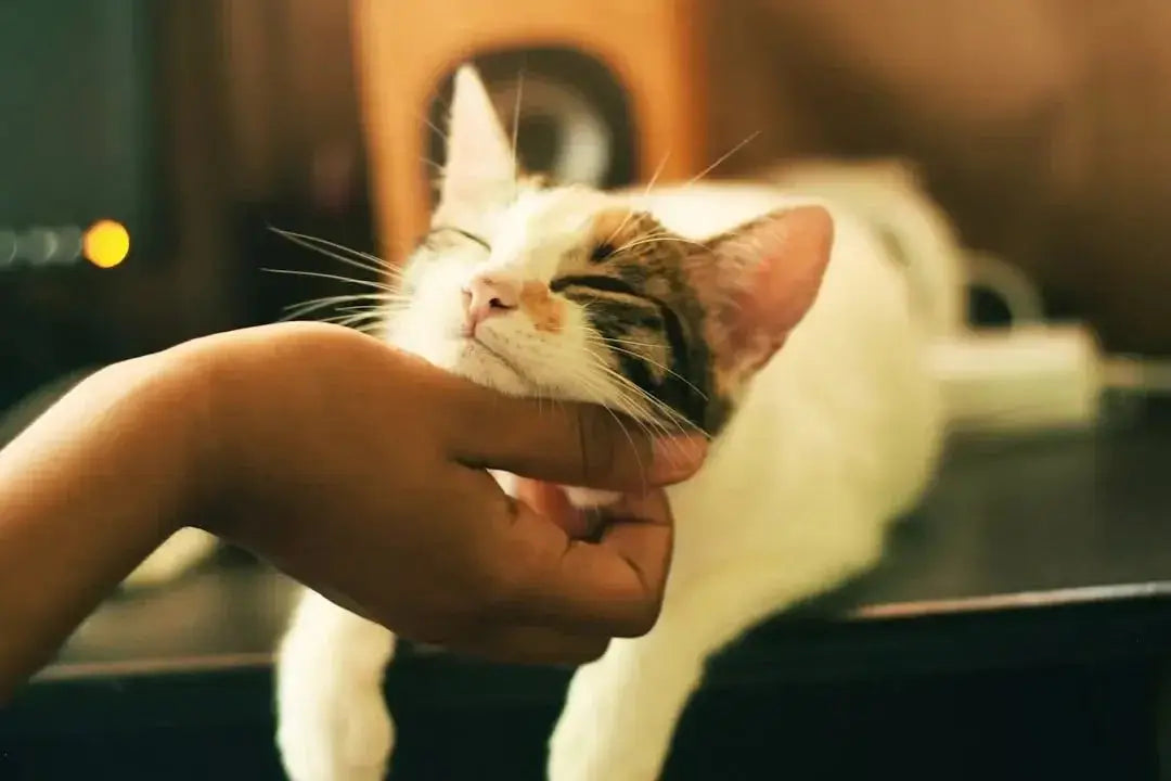 What are the best wet cat food brands