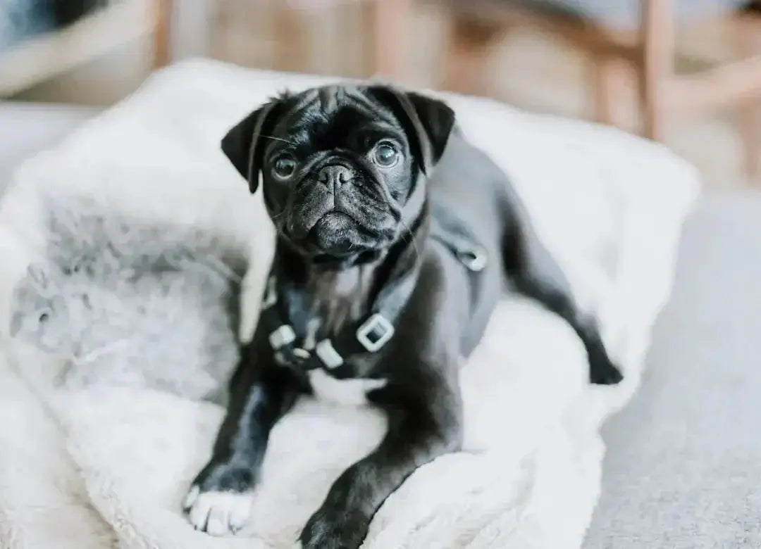 Best wet puppy food for small breeds
