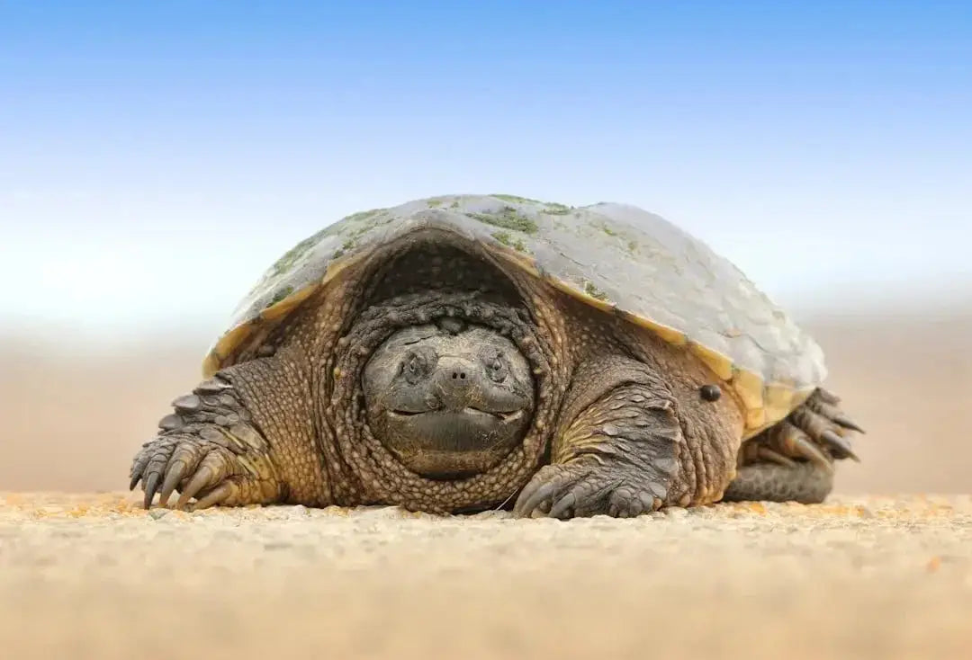 How big will a russian tortoise get