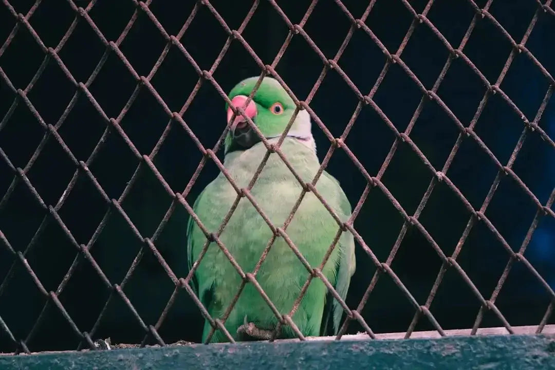 Bird cage for green cheek conure