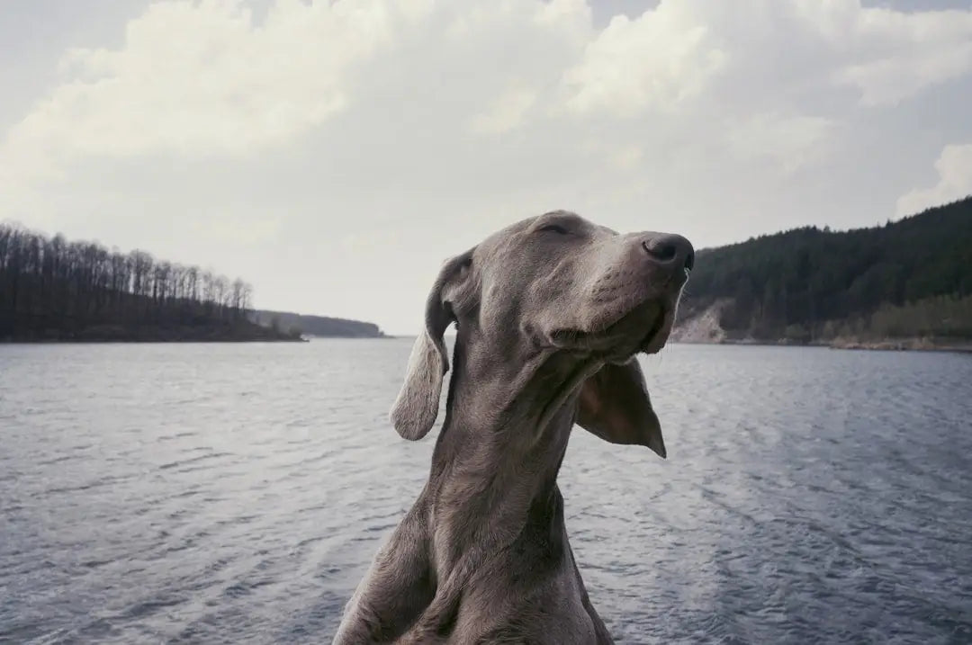 Brilliant Salmon Oil for Dogs: The Ultimate Guide to a Healthy Skin & Coat
