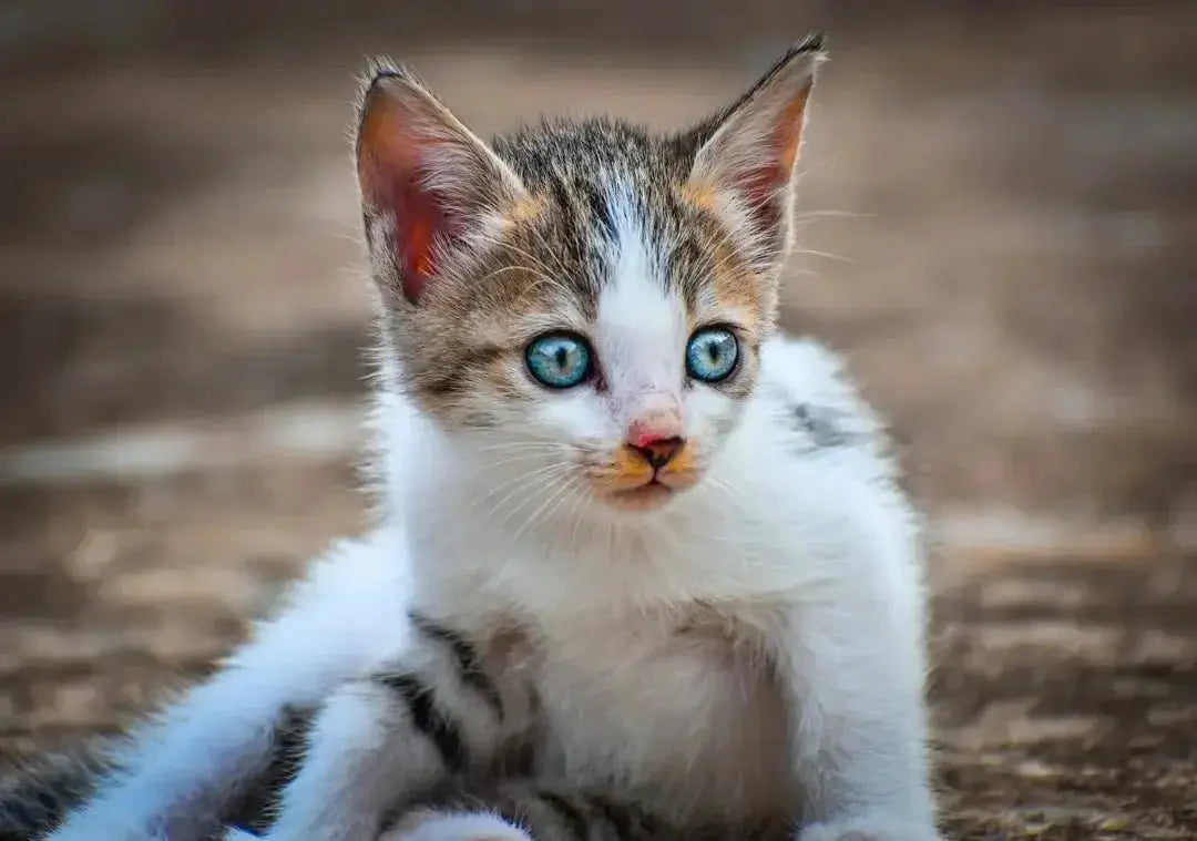 Brown kittens with blue eyes for sale
