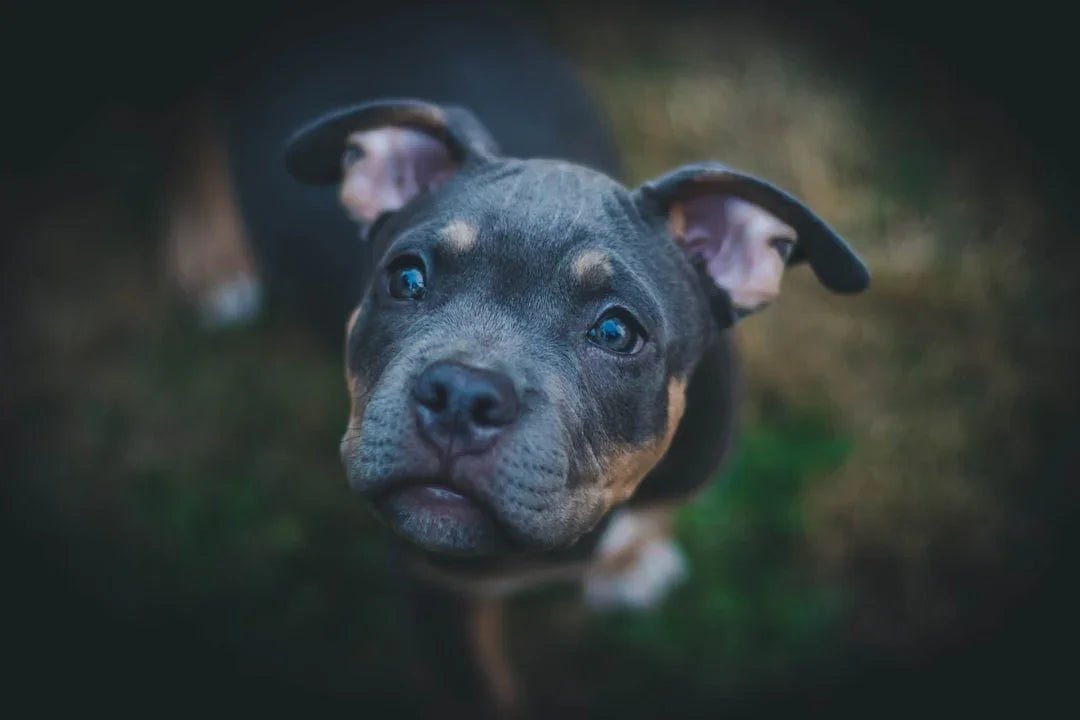 How to Choose Canned Food for Puppies