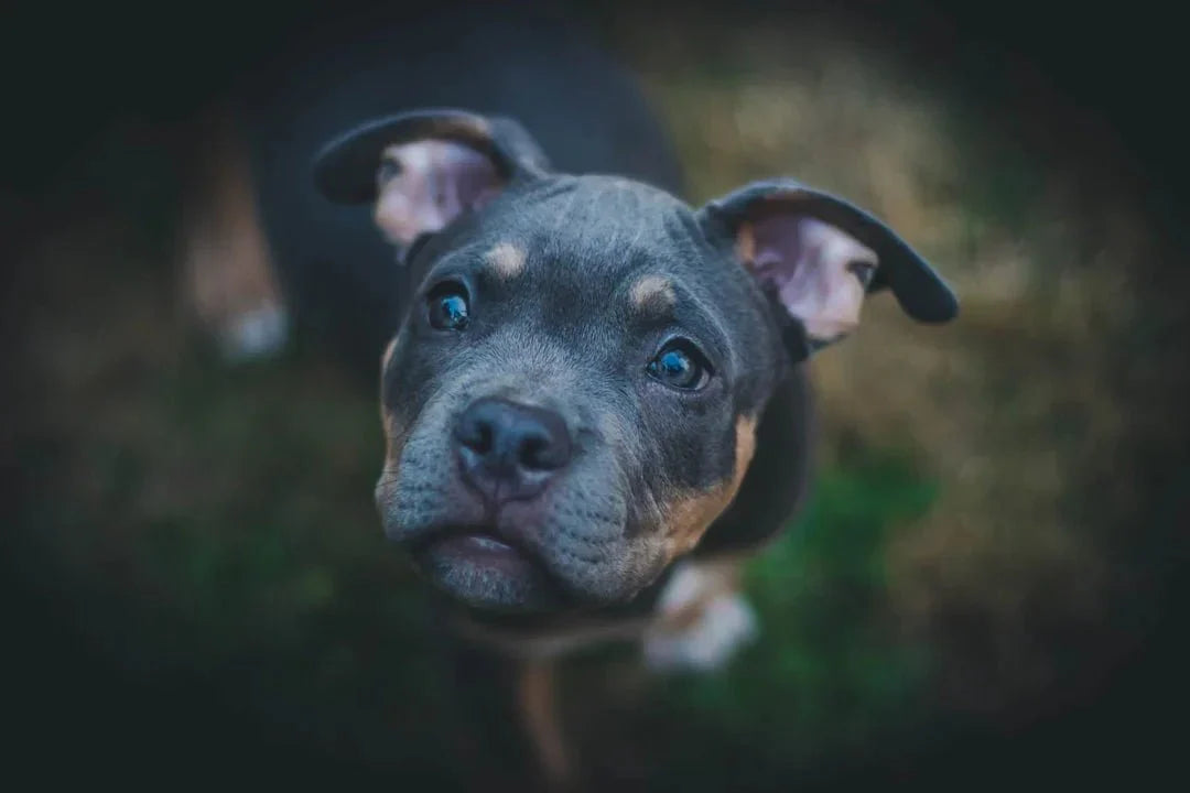 How to Choose Canned Food for Puppies