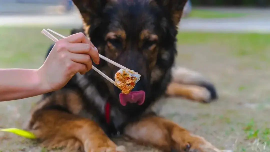 Choosing the Best Food for Senior Dogs