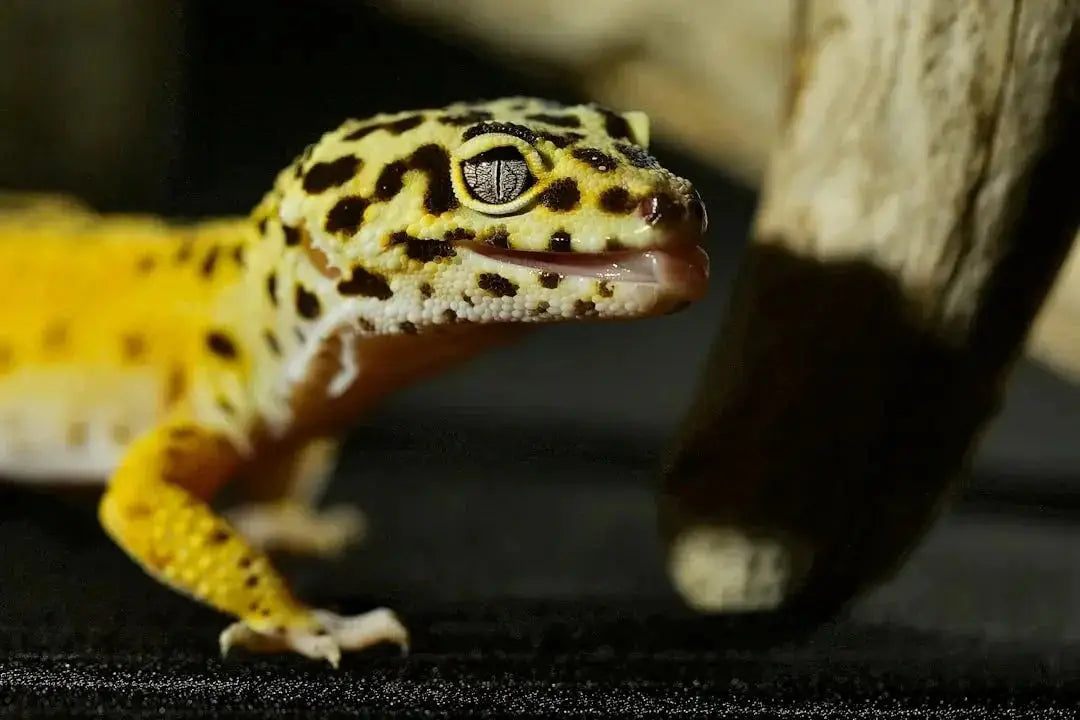 Choosing the Best UVB for Leopard Geckos