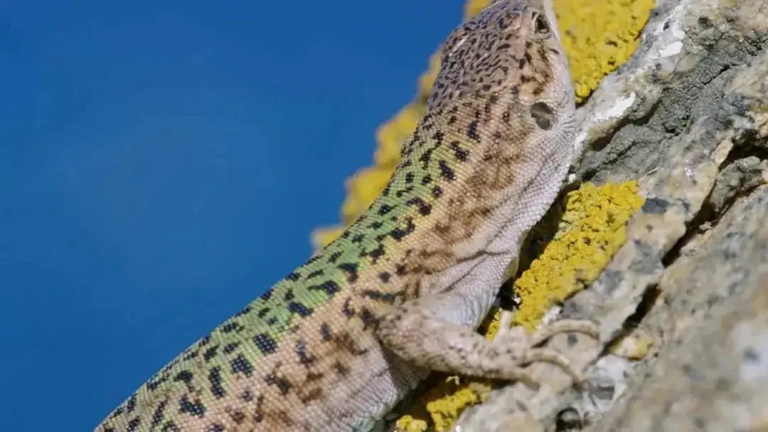 Choosing the Best UVB Reptile Light