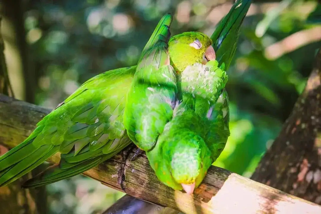 View of How to Clip Parakeet Wings Safely: A Comprehensive Guide