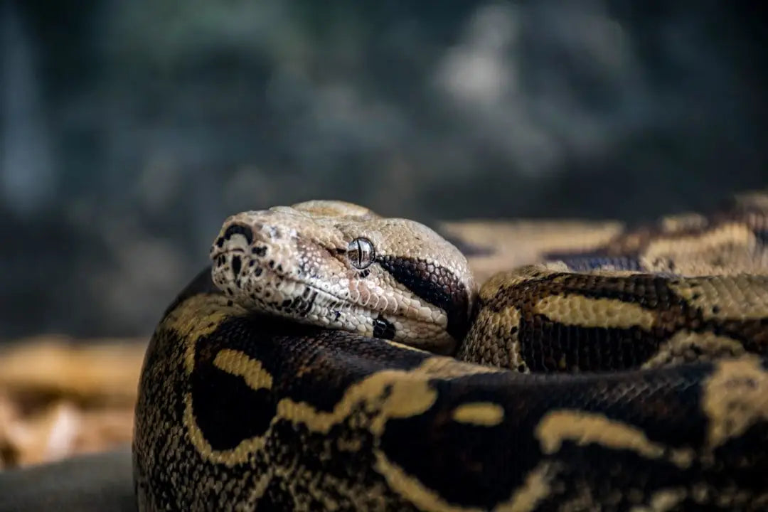 Common Mistakes in Ball Python Heating