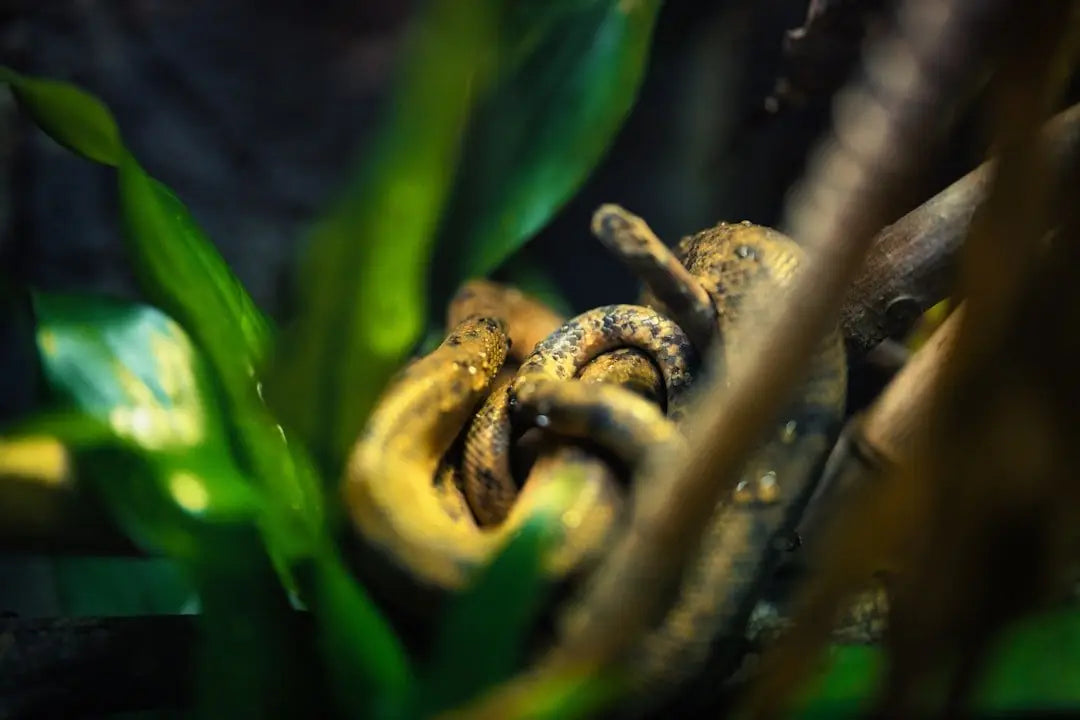 Complete Reptile Lighting Guide: UVB, Heat Lamps & Bulb Selection by Species