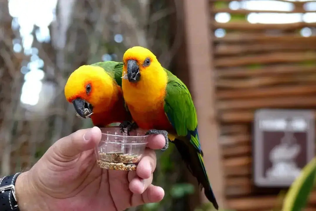 Creative Cocktails Inspired by Bird Species