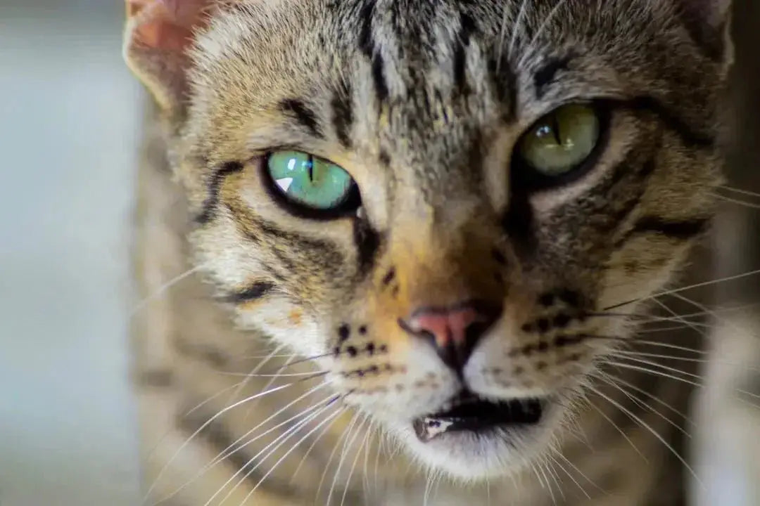 Creative and Unique Cat Names Ideas