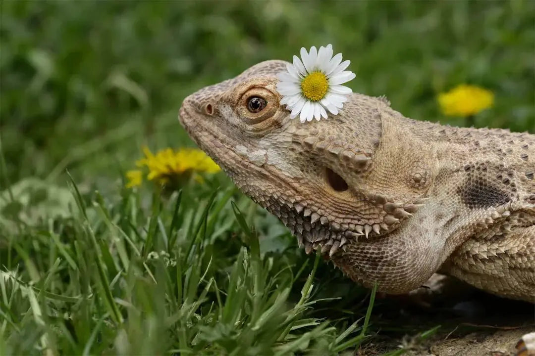 I d like to compare vendors for reptile food who offers the best quality and delivery times