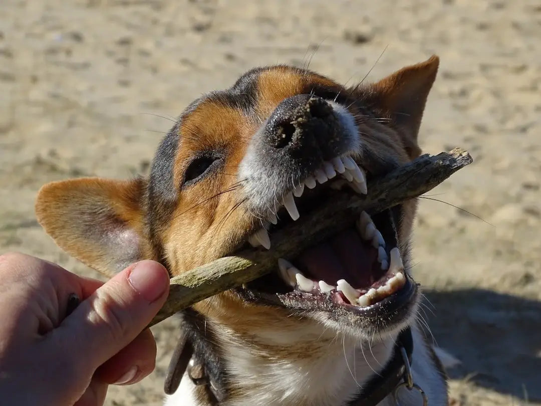 Dog Dental Health: Signs, Prevention & Best Dental Treats Reviewed