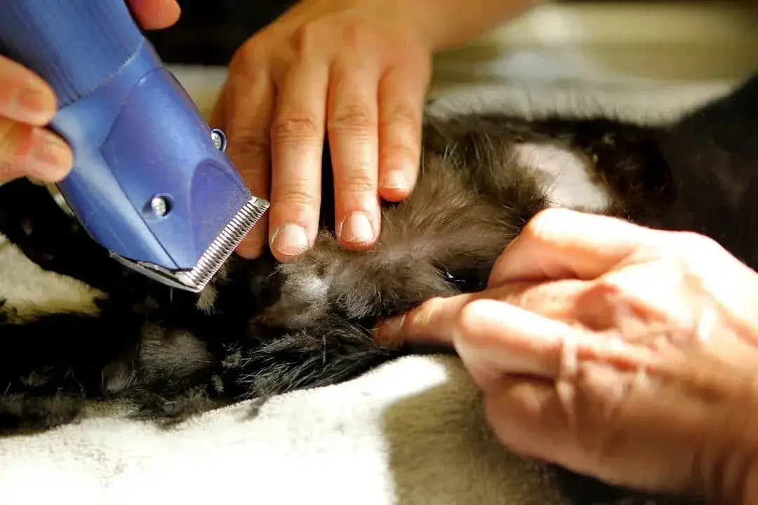Essential Cat Grooming Tools for Every Owner