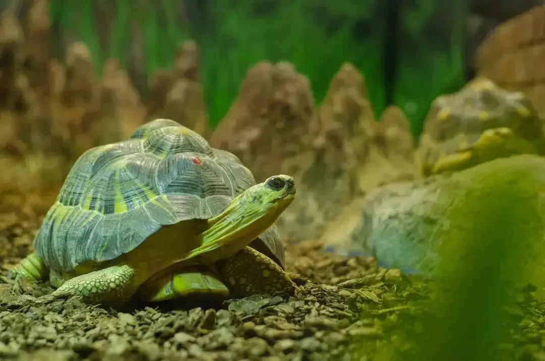 Essential Diet for Russian Tortoises Explained