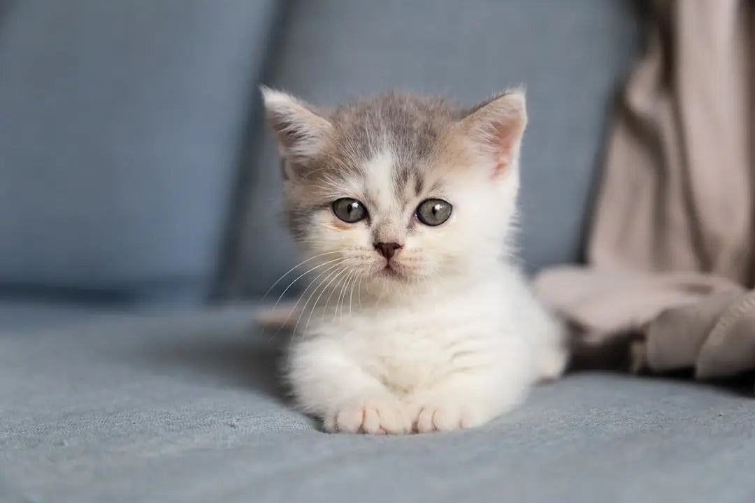 Essential Guide to Choosing the Best Wet Food for Your Kitten