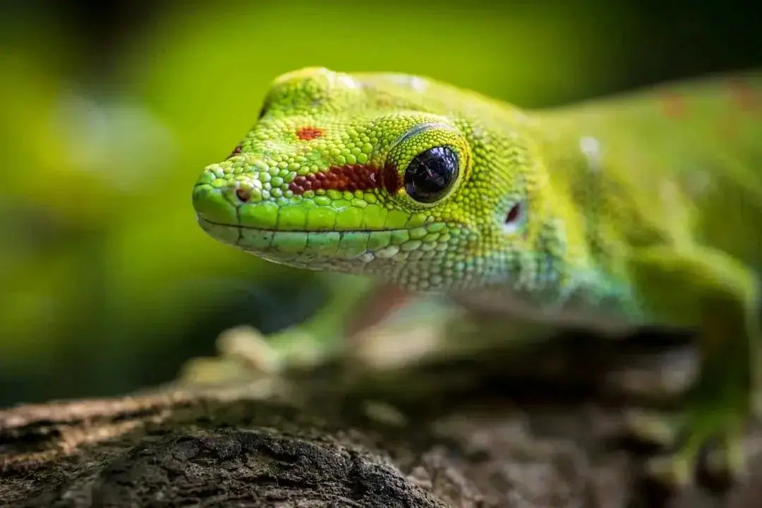 Essential Tips for Leopard Gecko Care