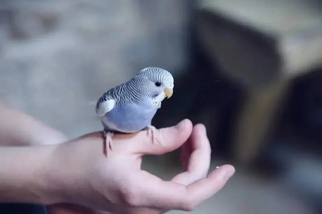 Essential Tips for Safely Trimming Bird Nails