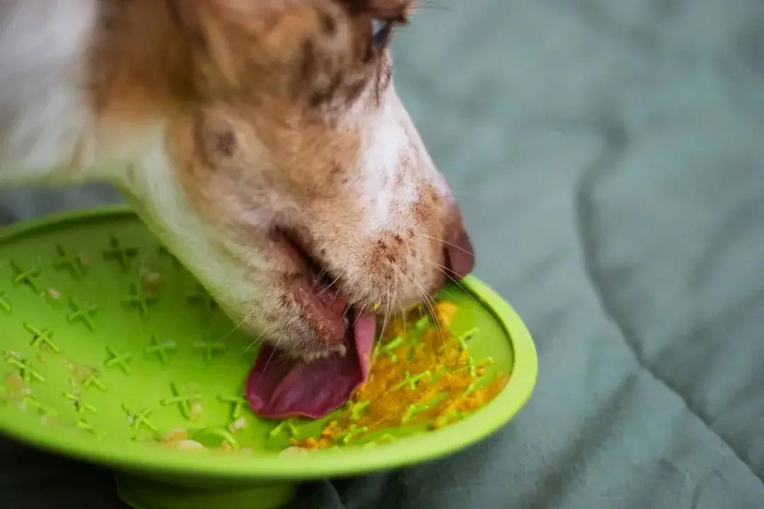 Exploring the Benefits of Nutrisource Wet Dog Food
