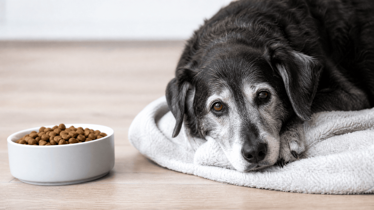 What Is Senior Pet Care? Age Guidelines and Vet Recommendations