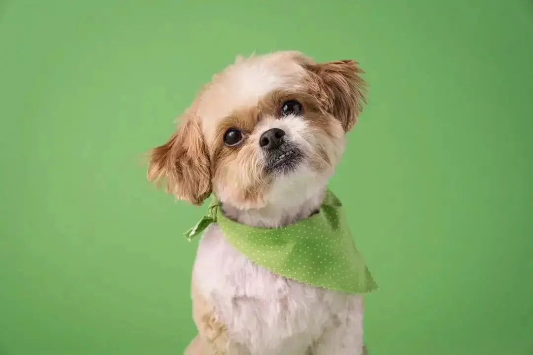 Where can I find eco-friendly pet products