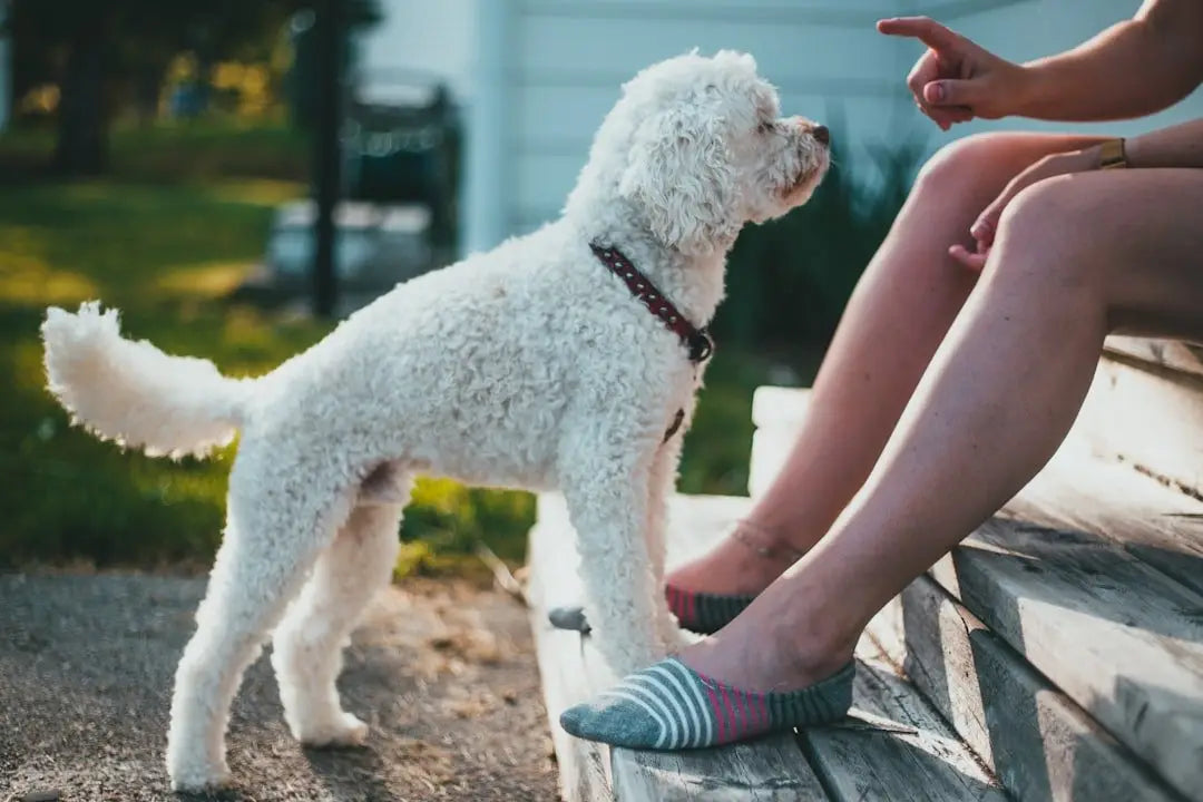 Where can I find high-quality duck feet treats for dogs near me?