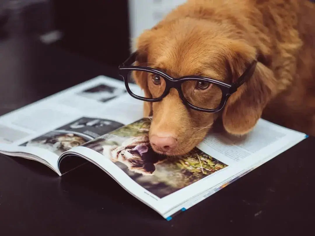 Food for old dogs with no teeth