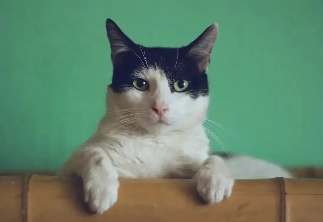 Gentle on the Stomach: Cat Treats for Sensitive Tummies - Talis Us