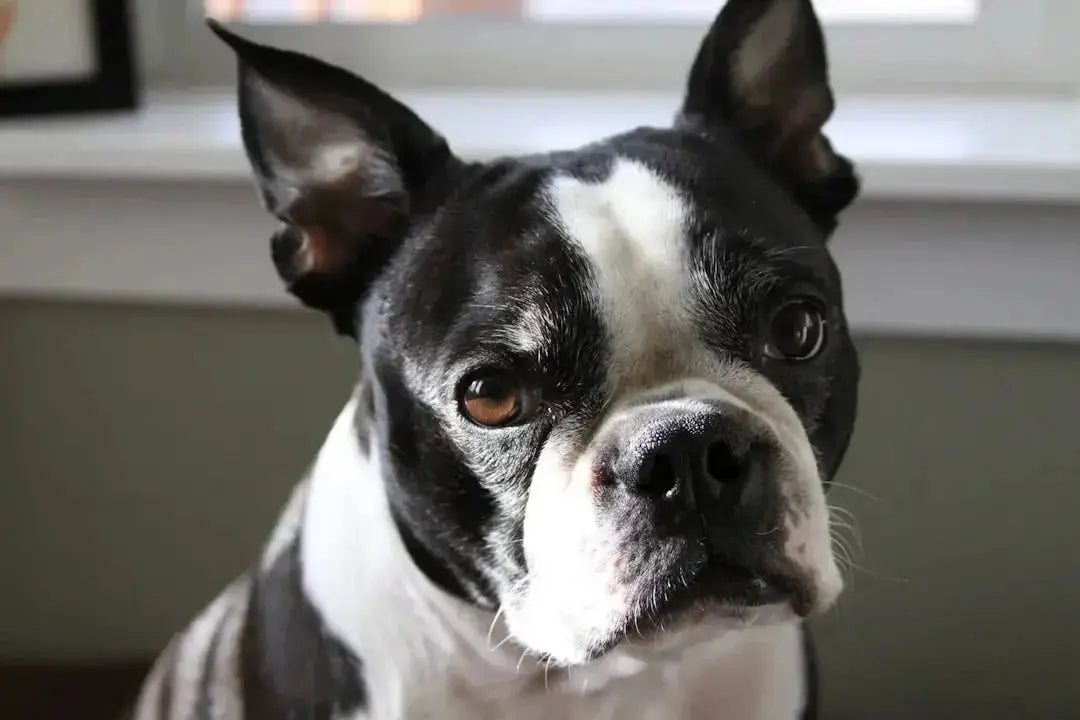 Health Benefits of Blueberries for Dogs