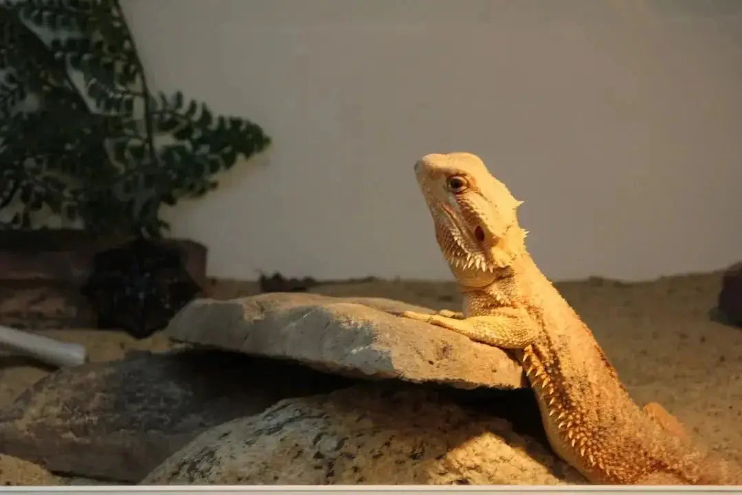 Innovative Uses for Heating Rocks for Reptile Tank