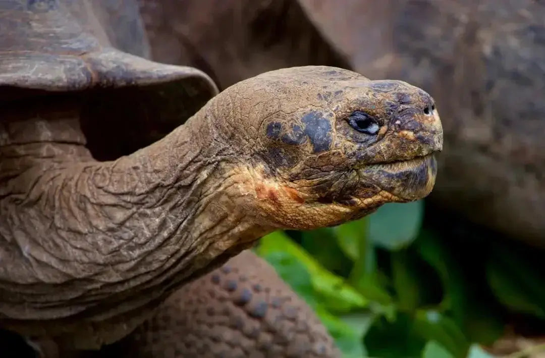 How long will a tortoise live