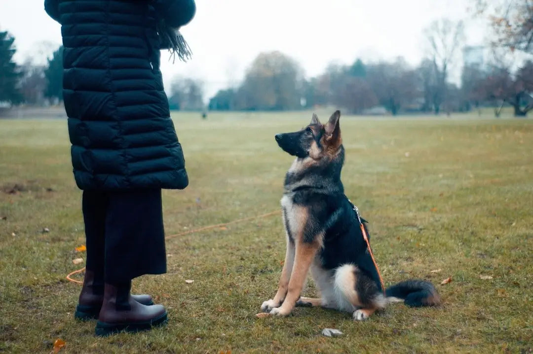 Mastering Pet Training: Your Guide to Using Naturvet Bitter YUCK! No Chews Spray Effectively