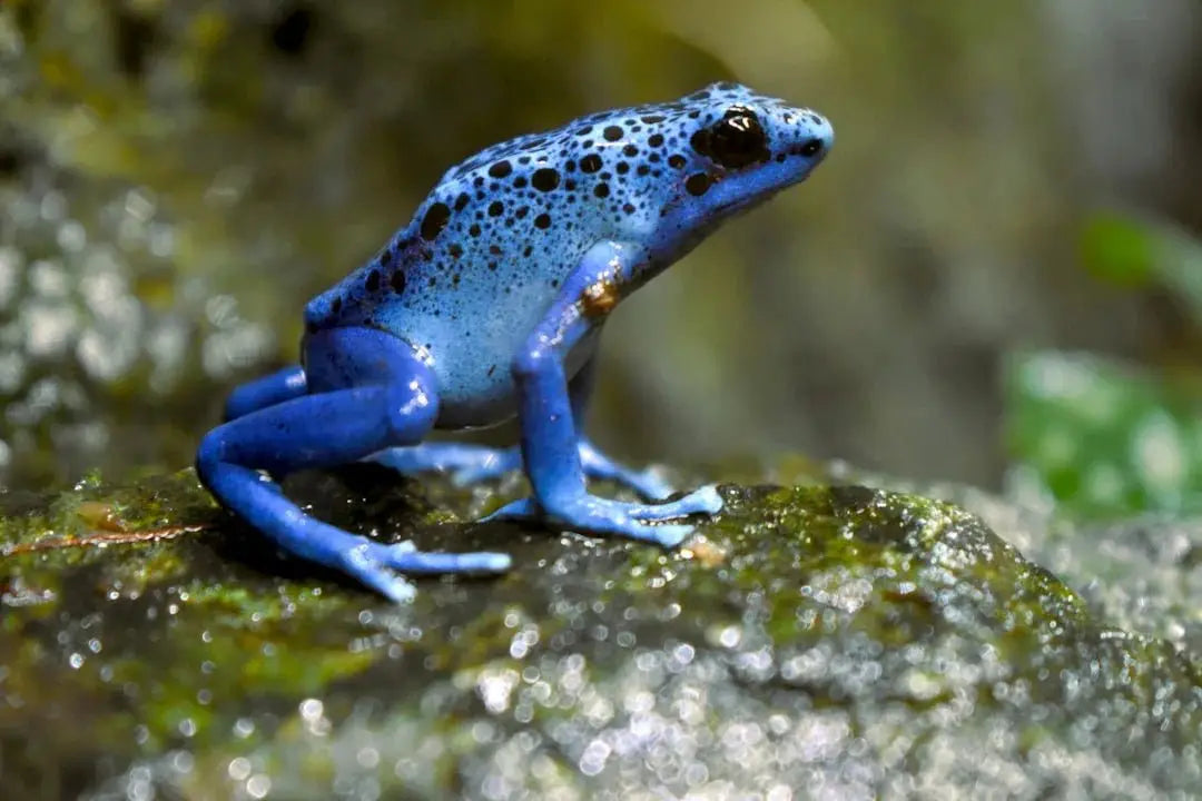 Must-Have Lizard Supplies for Healthy Terrariums in 2025