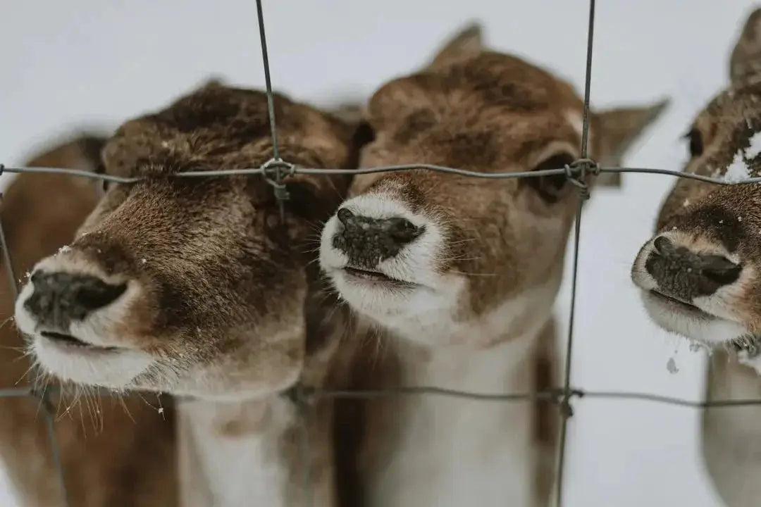 Navigating the Online Animal Marketplace Safely