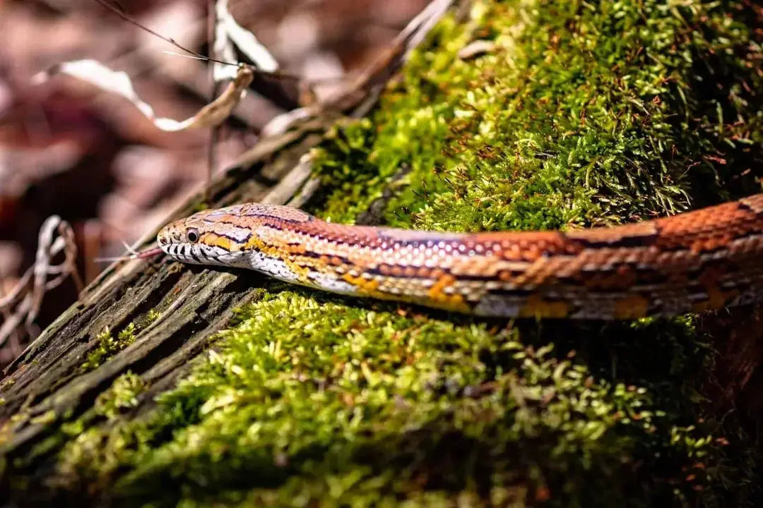 Optimal Basking Temperatures for Corn Snakes