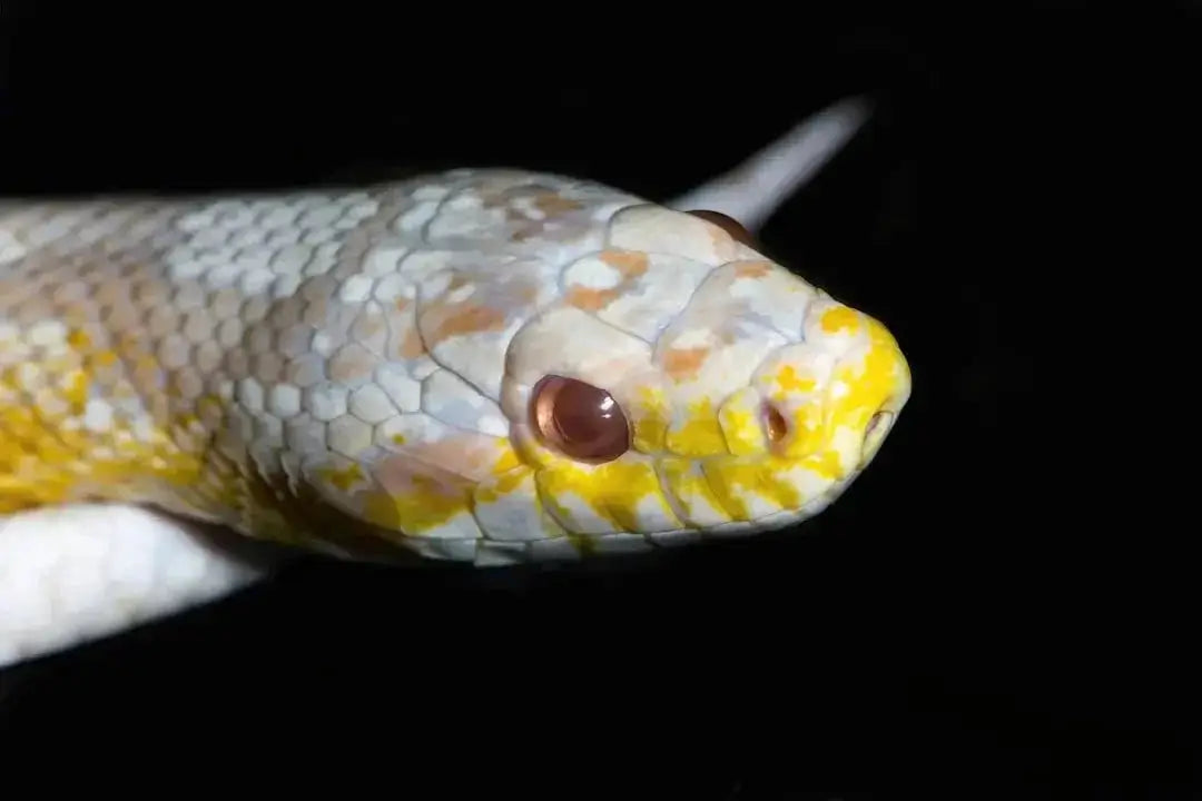 Optimal Temperature Ranges for Ball Pythons