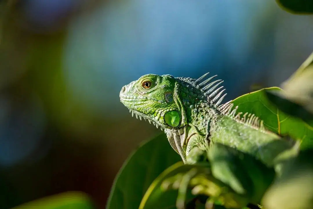 Where can I order temperature-controlled packaging for shipping reptile heat supplies