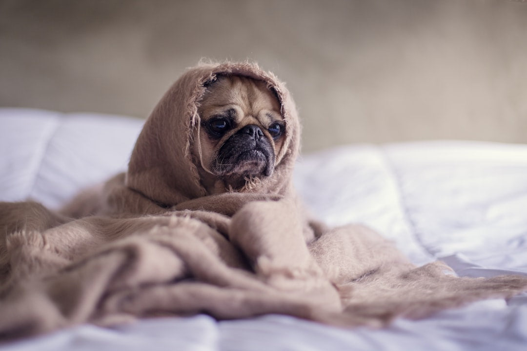 The Ultimate Guide to Limited Ingredient Dog Treats: Easing Allergies for Your Canine Companion