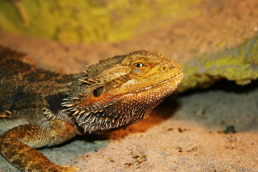Ultimate Guide to German Giant Bearded Dragon Care