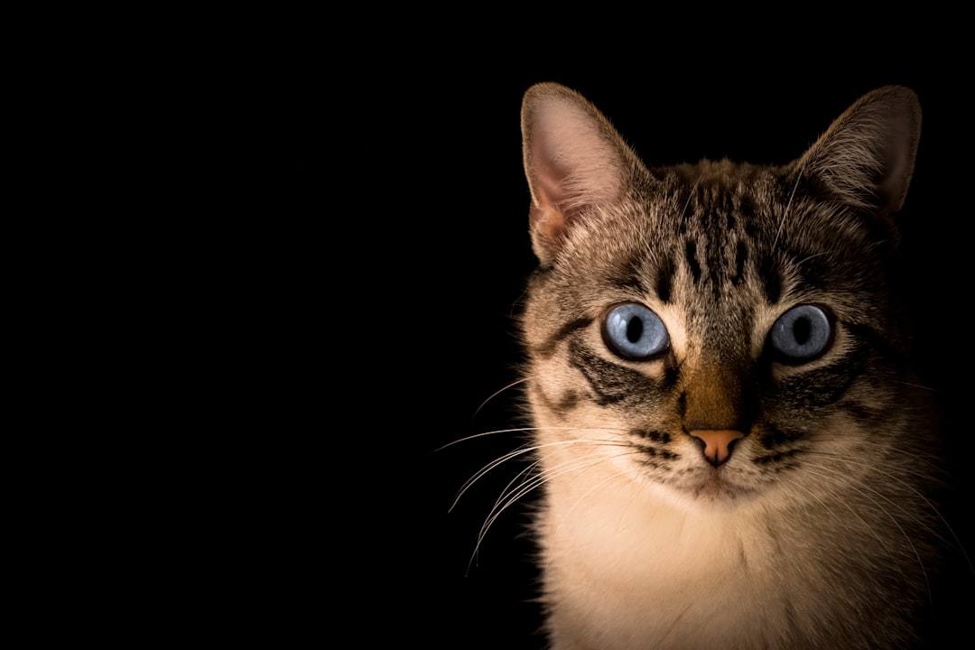 Vee Enterprises Purrfect™ Crunchy Feather Cat Toys - Engage & Entertain Your Feline